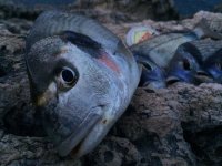 Yo Zuri Powercarbon 3