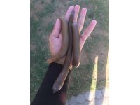 Yo Zuri Powercarbon 60