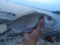 Yo Zuri Powercarbon 14