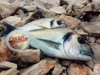 Yo Zuri Powercarbon 15