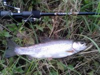 Salmo vobleri u potjeri...