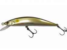 Owner TTR-83 F Gold Ayu 014